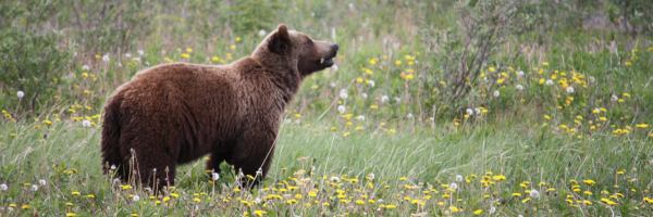 A grizzly bear looks up