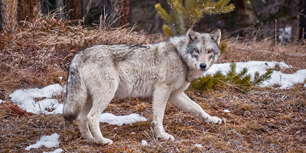 A wolf crosses a grass and snow covered hill
