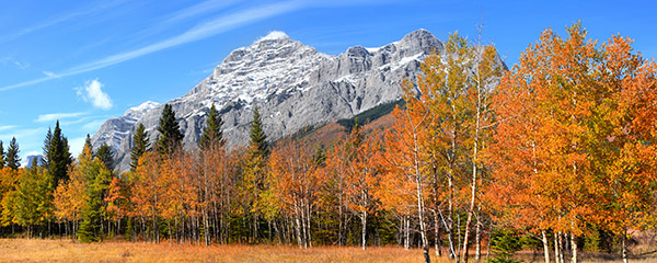 More about Y2Y's Donor Advised Funds Image of mountains and aspen tree stand in fall