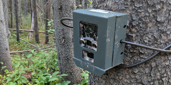 Wildlife camera A wildlife camera attached to a tree.