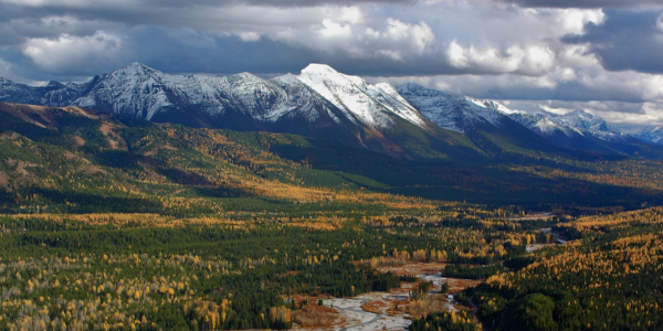Fall larches Larches in the mountains. Photo credit: Harvey Locke